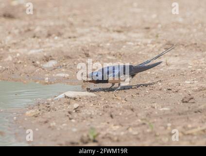 Une hirondelle lisse et brillante (Hirundo rustica ) collectant de la boue pour la construction de nids. Norfolk Royaume-Uni Banque D'Images