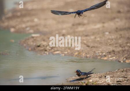 Une paire d'hirondelles (Hirundo rustica ) à la fois en vol et en atterrissage. Les deux collectant de la boue pour la construction de nids. Norfolk Royaume-Uni Banque D'Images