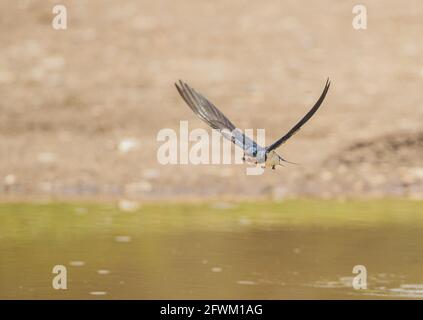 Une hirondelle volante (Hirundo rustica ) sur le chemin beck au nid après la collecte de la boue . Norfolk Royaume-Uni Banque D'Images