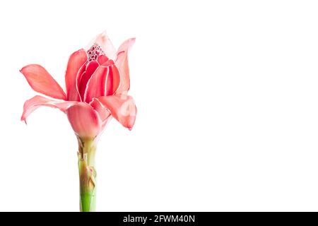 Fleur tropicale rouge flambeau gingembre, isolé sur fond blanc avec copier l'espace Banque D'Images