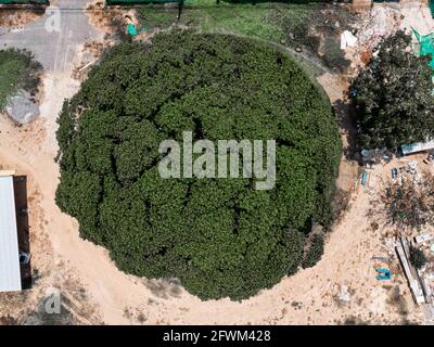 Vue de dessus d'un grand arbre ombragé avec des feuilles vertes en croissance dans le parc public Banque D'Images