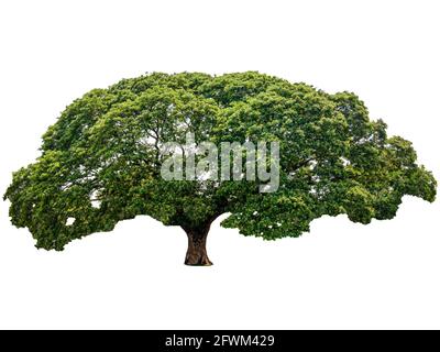 Samanea saman ou arbre de pluie un grand arbre avec des feuilles vertes ombragées. Isolé sur fond blanc Banque D'Images