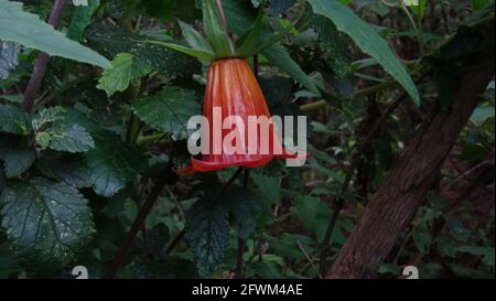 Île des Canaries (campanule, Alhambra canariensis), Tenerife, Canaries, Espagne. Banque D'Images