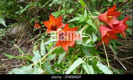 Fleurs de l'île des Canaries Bellflower, (Canarina canariensis), Ténérife, îles Canaries, Espagne. Banque D'Images