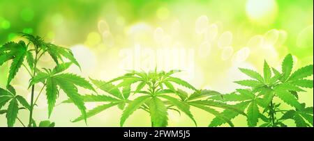 Contexte des plantes vertes de cannabis en été Banque D'Images