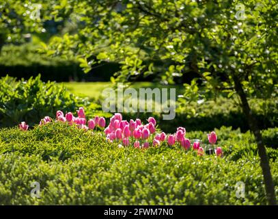 tulipes roses dans le jardin idyllique, lumière du soir, magie Banque D'Images