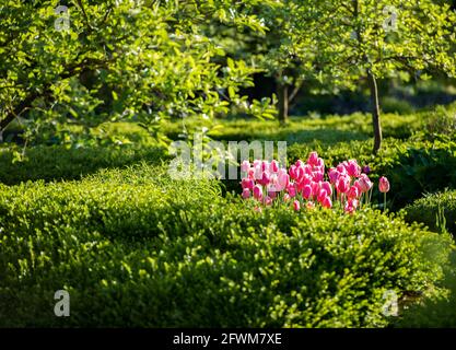 tulipes roses dans le jardin idyllique, lumière du soir, magie Banque D'Images