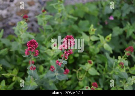 REF fleur de Centranthus rubur. Banque D'Images