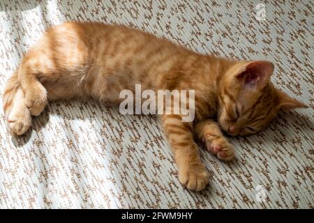Un petit chaton de tabby rouge se trouve sur son côté le canapé et dort Banque D'Images
