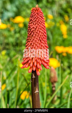 Poker rouge chaud, Kniphofia. Banque D'Images