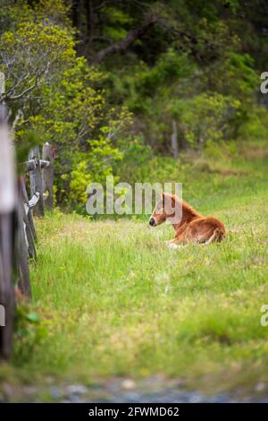 Un jeune foal se grise et des siestes dans l'herbe de printemps sur le littoral national de l'île Assateague. Banque D'Images