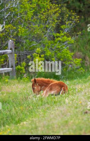 Un jeune foal se grise et des siestes dans l'herbe de printemps sur le littoral national de l'île Assateague. Banque D'Images