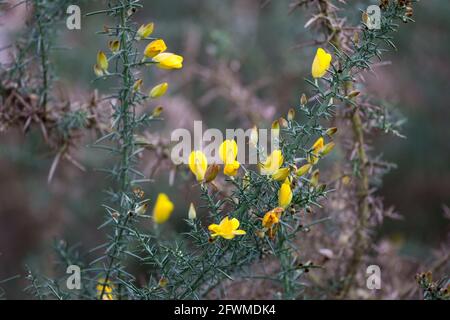 Yellow Common Gorse, Ulex europaeus, floraison sur Wimbledon Common, Londres en hiver Banque D'Images