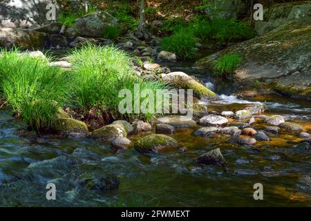 ressort par le ruisseau situé dans le parc national de willard-brook à ashby mass. Banque D'Images