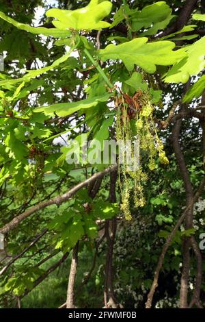 Stieleiche, Sommereiche ou Deutsche Eiche (Quercus robur, Syn. Quercus pedunculata) - männliche Blüte, Weilerswist, Nordrhein-Westfalen, Allemagne Banque D'Images