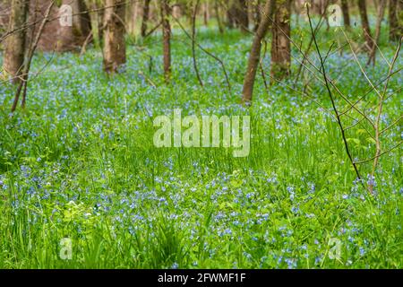 Une forêt de bois est recouverte de moquette dans les cloches de Virginie (Mertensia virginica). Banque D'Images