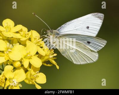 Un petit papillon blanc (Pieris rapae) sur une fleur de moutarde noire (Brassica nigra) sur la rive du Calder à Wakefield, West Yorkshire Banque D'Images
