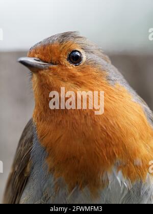 Un portrait en gros plan d'un Robin (erithacus rubecula) à Fairburn ings, une réserve naturelle de RSPB à Leeds, West Yorkshire Banque D'Images