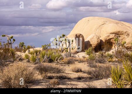 Joshua Tree National Park, CA, Etats-Unis - 30 décembre 2012 : zone de soleil sur blocs beiges et arbres de noms sous la pluie, paysage nuageux prometteur. Banque D'Images