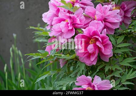 Pivoines roses fleuries à la fin du printemps, plantes vivaces du jardin, fleurs de pivoines Banque D'Images