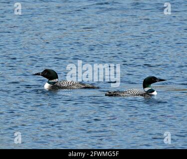 Loon couple gros plan vue profil nager dans le lac dans leur environnement et habitat avec fond bleu flou d'eau. Image des terres humides de Loon. Banque D'Images