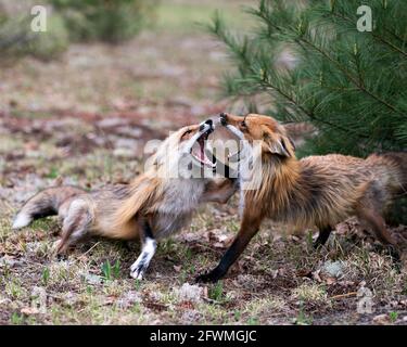 Renards en train de trotter, de jouer, de combattre, de fêtards, d'interagir avec un comportement de conflit dans leur environnement et leur habitat avec un arrière-plan de forêt floue dans Banque D'Images