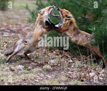 Renards en train de trotter, de jouer, de combattre, de fêtards, d'interagir avec un comportement de conflit dans leur environnement et leur habitat avec un arbre de branches de pin backgr Banque D'Images