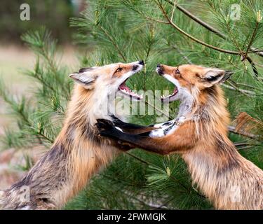 Renards en train de trotter, de jouer, de combattre, de fêtards, d'interagir avec un comportement de conflit dans leur environnement et leur habitat avec un arbre de branches de pin backgr Banque D'Images