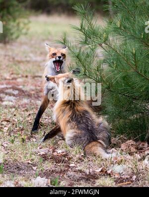 Renards en train de trotter, de jouer, de combattre, de fêtards, d'interagir avec un comportement de conflit dans leur environnement et leur habitat avec un arrière-plan de forêt floue dans Banque D'Images