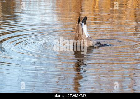 Bernache du Canada (Branta canadensis), se nourrissant au fond de l'étang, printemps, Amérique du Nord, par Dominique Braud/Dembinsky photo Assoc Banque D'Images