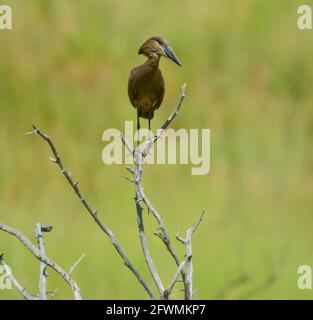 Hammerkop ou Hammerkop ( scopus umbretta ) est un oiseau de passage à gué de couleur marron Banque D'Images