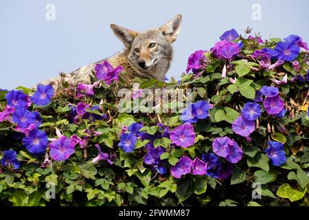 Coyote reposant sur le dessus du mur couvert dans les gloires du matin, Huntington Beach, Orange County, Californie Banque D'Images