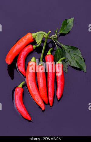 poivrons rouges chauds au piment capsicum annuum, avec tige et feuilles fraîchement cueillies dans le jardin. Banque D'Images