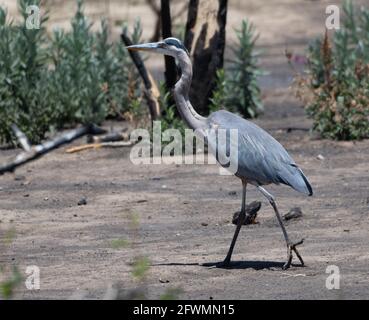 Un grand héron bleu marche le long de la rive de Haskell Creek, dans la réserve naturelle de Sepulveda Basin, Woodley, Californie Banque D'Images