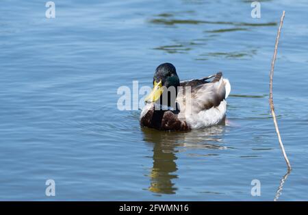 Un canard colvert mâle nage dans le ruisseau Haskell, dans la réserve naturelle du bassin de Sepulveda, à Woodley, en Californie Banque D'Images