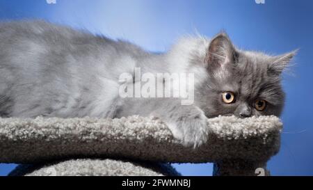 Drôle long chaton gris aux cheveux avec le nez est sur son cracher de chat. Banque D'Images