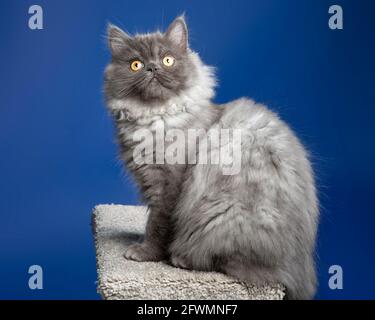 Photo mignonne d'un chaton de ragamuffin gris à poil long et fumée qui regarde vers le haut. Banque D'Images