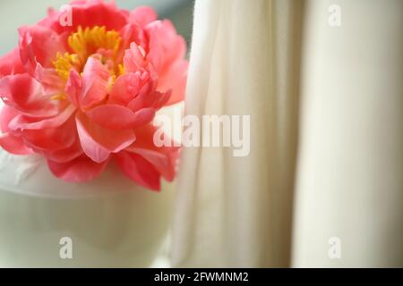 Pivoine de corail dans le vase blanc de Porclan sur le rebord de la fenêtre Banque D'Images