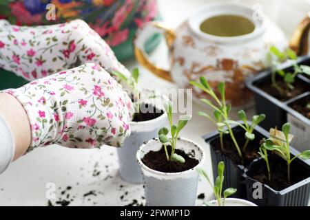 Une femme en gants de couleur transplant des semis de fleurs Banque D'Images