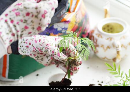 Une femme en gants de couleur transplant des semis de fleurs Banque D'Images
