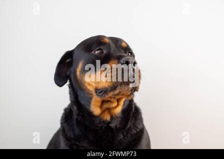 Un chien de race rottweiler femelle posé sur un fond blanc Banque D'Images