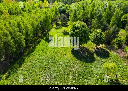 Vue de haut en bas d'une forêt verdoyante au début de l'été avec une saleté Banque D'Images