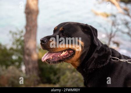 Chien de la ligne allemande rottweiler, une femme qui profite d'une journée passée à l'extérieur le paysd Banque D'Images