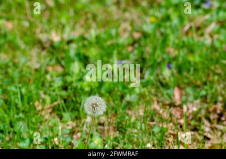 Close up of dandelion seeds Banque D'Images
