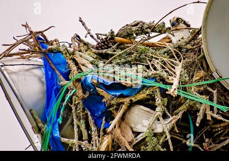 Une balbuzard femelle est assise sur son nid au sommet d'un mât de lumière, le 22 mai 2021, à Biloxi, Mississippi. Les Ospreys femelles pondent entre un et quatre oeufs. Banque D'Images