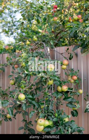 pommes mûres accrochées à la branche Banque D'Images