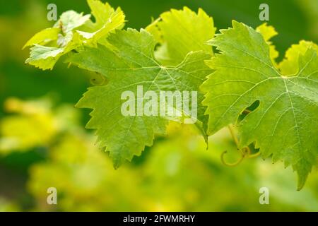 Feuilles de raisin vert gros plan, texture, mise au point sélective, arrière-plan flou. Vignoble dans le Kent, Angleterre. Royaume-Uni, jeunes vignes dans un vignoble Banque D'Images