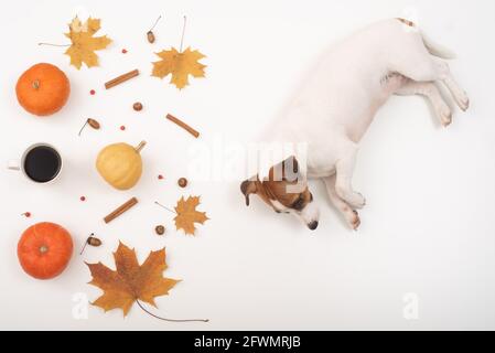 Le chien se trouve à côté du lei plat d'automne. Citrouilles et feuilles d'érable viburnum, cannelle et glands sur fond blanc Banque D'Images