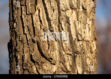 Gros plan de l'écorce de peuplier baumier (Populus balsamifera) Banque D'Images