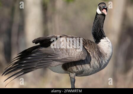 Sifflement de la Bernache du Canada pendant la saison de reproduction (Branta canadensis) Banque D'Images